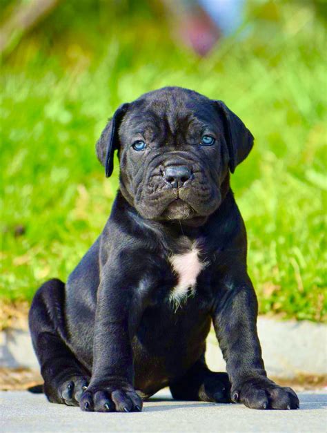 Black Cane Corso Puppy: A Unique And Loyal Companion