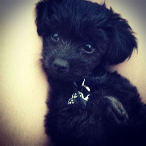 Black Shih Poo Puppies Shih poo puppies, Cute dogs and puppies, Puppy