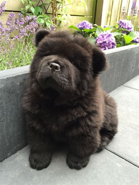 Black Chow Chow Puppy Wallpaper