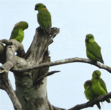 Black Collared Lovebird