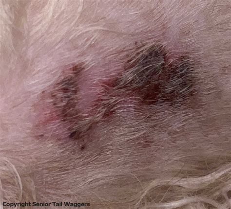 The Heartbreaking Truth About Black Crusty Spots. How to Help Your Beloved Dog Heal and Thrive Again.