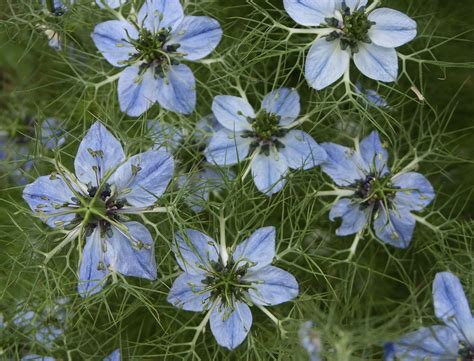 Black Cumin Plant