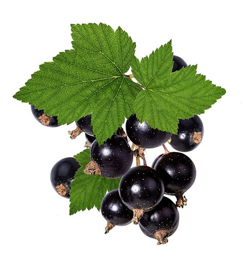Black Currant Leaves