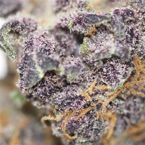 Black Devil Weed