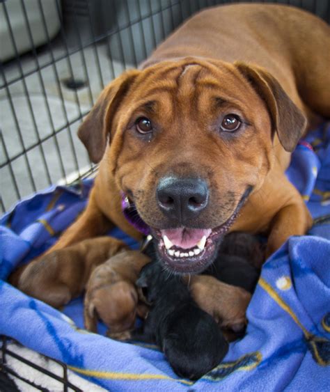 Find Your Perfect Furry Companion with Black Dog Animal Rescue in Cheyenne Wy - Adopt Today!