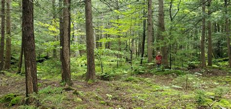 Black Forest Immersion