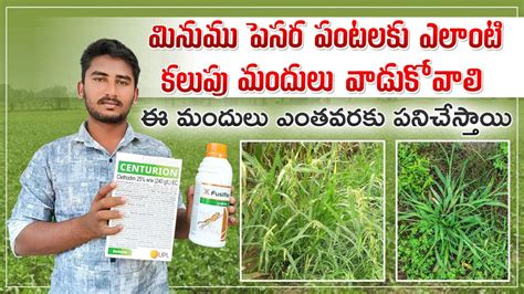 Black Gram Weed Control