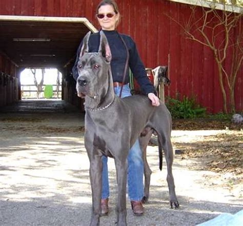 26 Humongous Great Danes Who Have No Idea How Big They Are