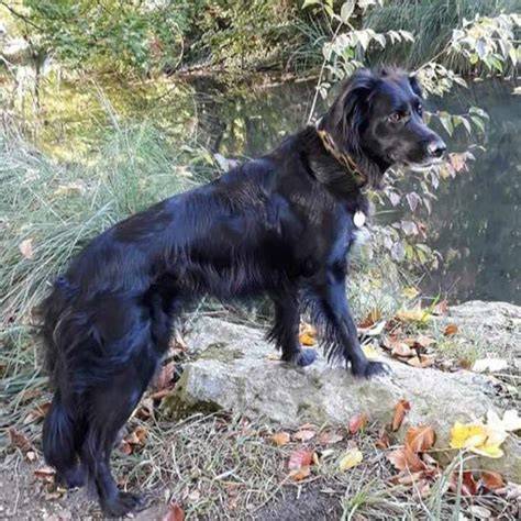 79+ Black Irish Setter Border Collie Mix l2sanpiero