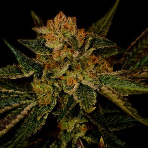 Black Jack Weed