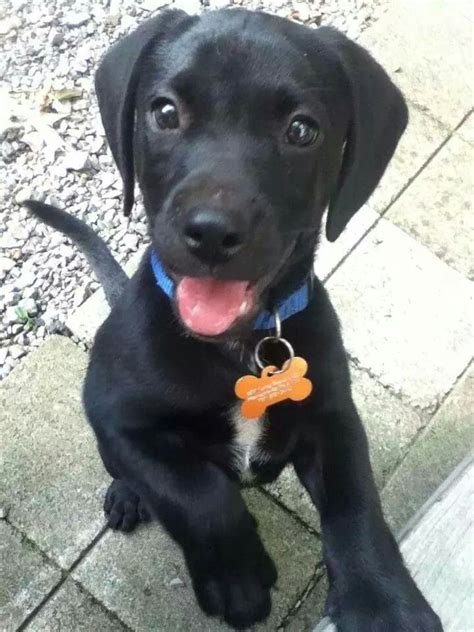 Beagle black lab mix! Looks like our Shadow... Beagle mix puppies