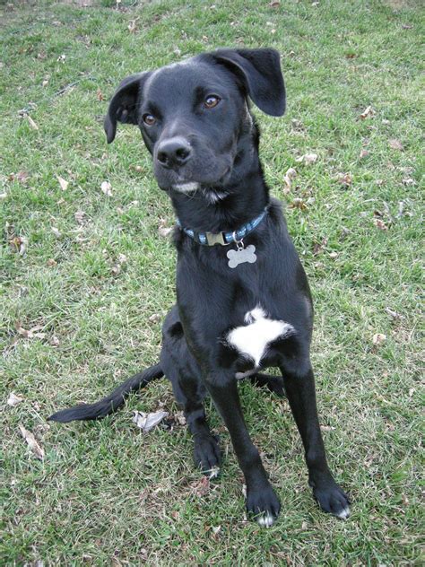 Looks like my baby girl charlee black lab / boxer mix Boxador