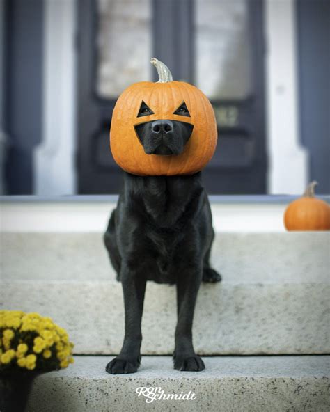 Spook Up Your Home with Black Lab Halloween Decor!