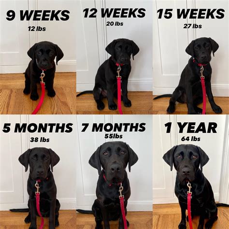 Black Lab Height Chart