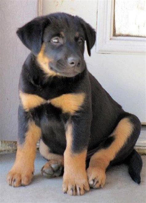 Black Lab Rottweiler Mix Puppies: The Perfect Companion For Your Home