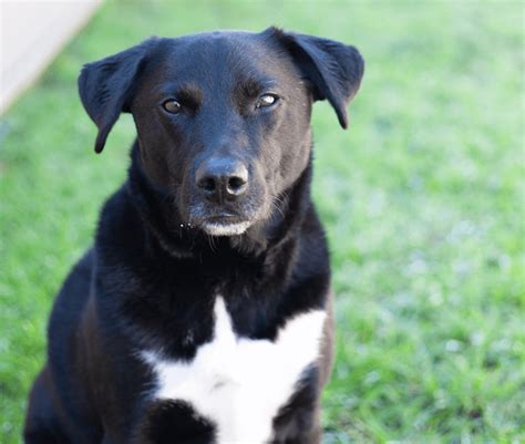 Black Lab Border Collie mix favorites Pinterest