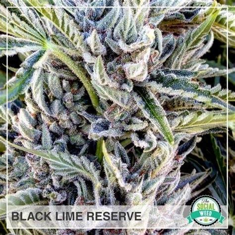 Black Lime Weed