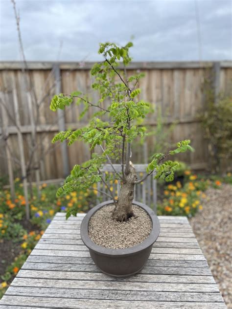 Black Locust Bonsai