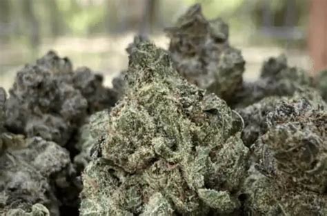 Black Looking Weed
