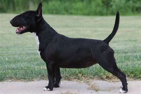 Black Mini Bull Terrier