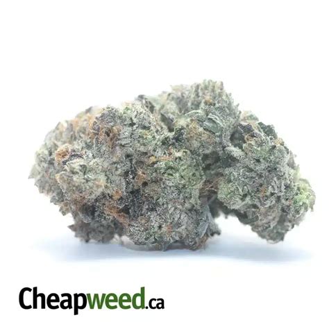 Black Ops Weed Strain