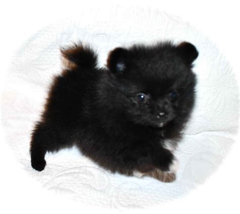Black Pomeranian Puppies For Sale: Everything You Need To Know