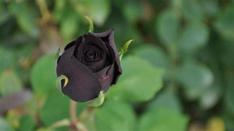 Black Rose