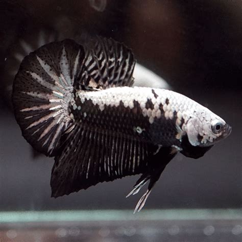 Black Samurai Betta