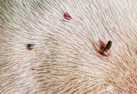 Discover: Visual Guide to Black Skin Tags on Dogs