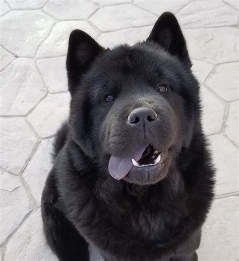 Smooth Black Chow Chow