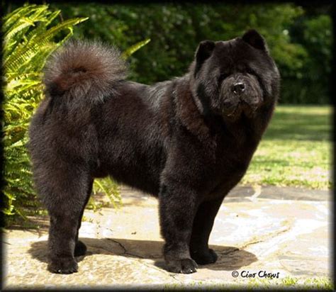 Black smooth is a Chow Chow puppy for sale in Floyd, VA