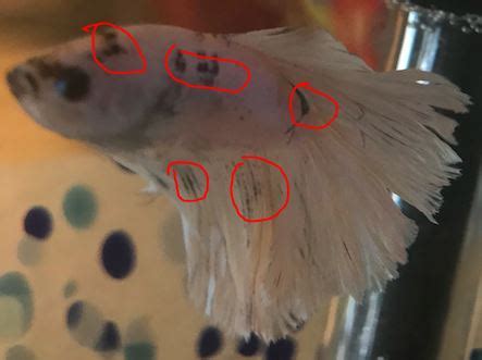 Black Spots On Betta Fish