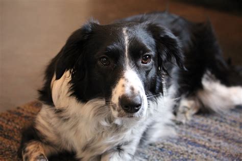 Black Border Collie Springer Spaniel Mix irenemontero
