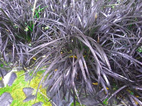 Black Weed In Grass