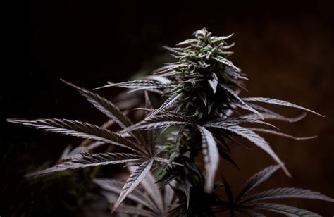 Black Weed Seeds