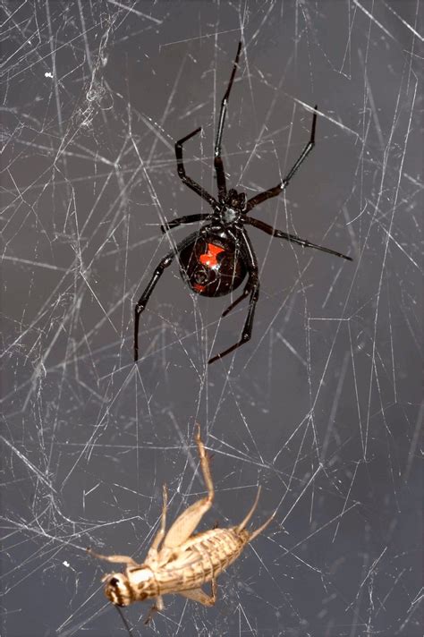 Black Widow Web Pattern