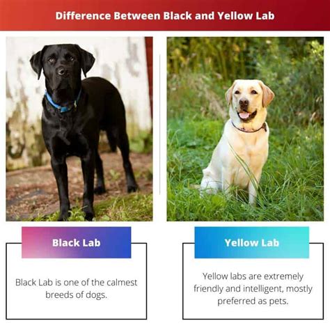 Black vs. Yellow: Understanding the Difference