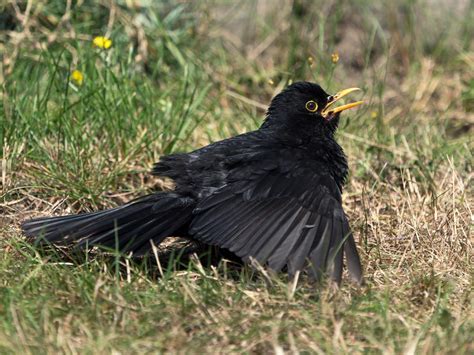 Blackbird Anting