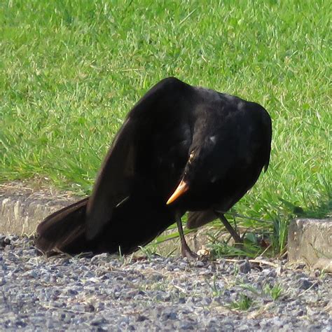 Blackbird Anting