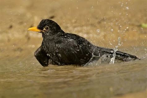 Blackbird Bathing in Rain