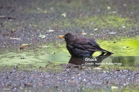 Blackbird Bathing in Rain
