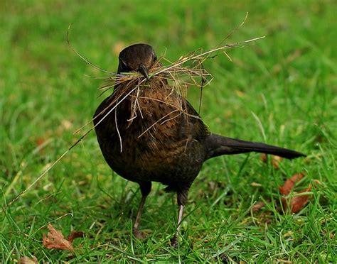 Blackbird Collecting Snails