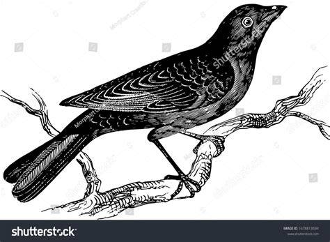 Blackbird Drawing Reference Image