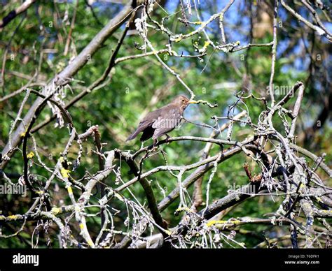 Blackbird Feigning Injury