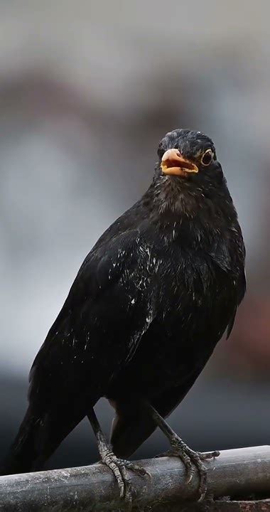 Blackbird Mimicry