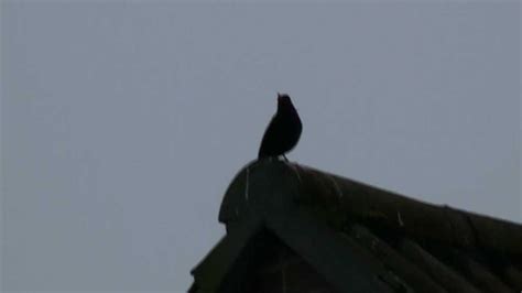 Blackbird Mimicry