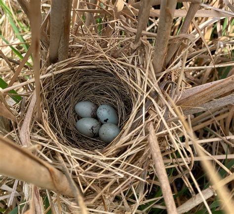 Blackbird Nesting Sites