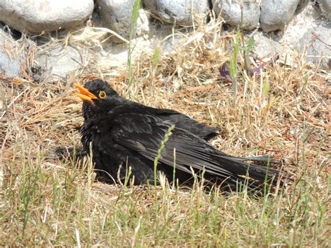 Blackbird Sunbathing