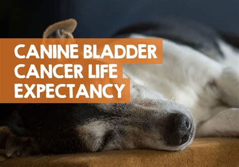 Bladder Cancer Dogs Life Expectancy