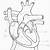 Blank Heart Anatomy Diagram